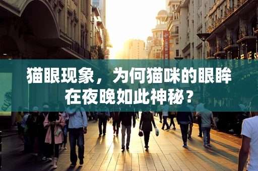 猫眼现象，为何猫咪的眼眸在夜晚如此神秘？