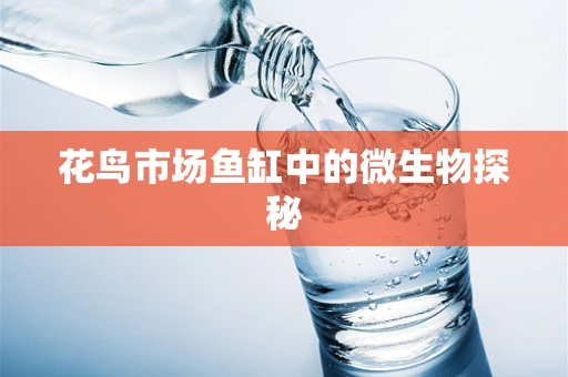 花鸟市场鱼缸中的微生物探秘