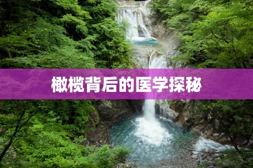 橄榄背后的医学探秘